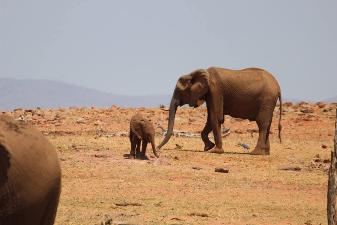 Wildlife Viewing